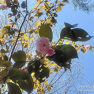 カンザンの写真