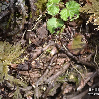 シノブの写真
