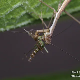 オオカマキリの写真