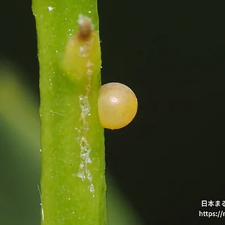 ナミアゲハの写真