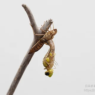 クロスジギンヤンマの写真