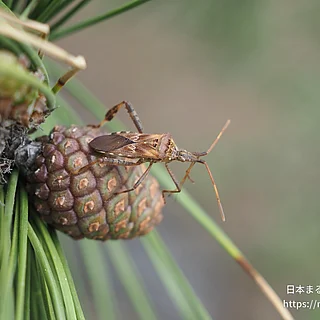 マツヘリカメムシの写真