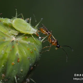 Aphidius属の写真