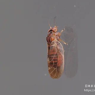 キジラミ科の写真