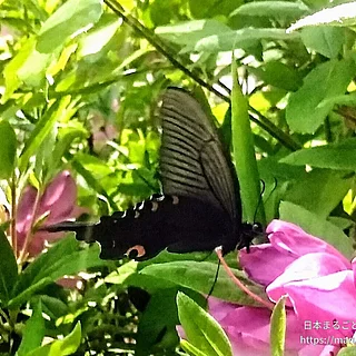 オナガアゲハの写真