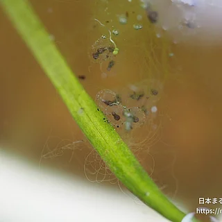 ヒガシニホンアマガエルの写真