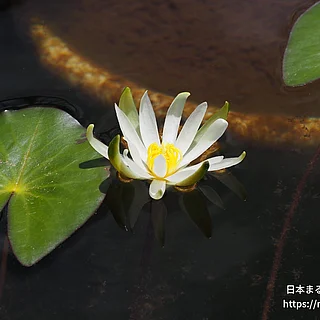 ヒツジグサの写真