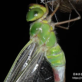 ギンヤンマの写真