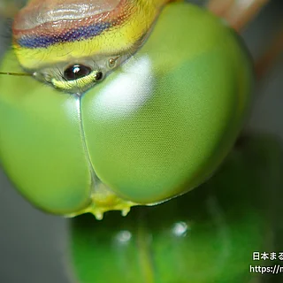 ギンヤンマの写真