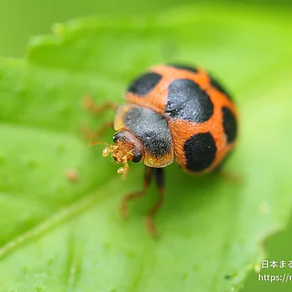 トホシテントウの写真