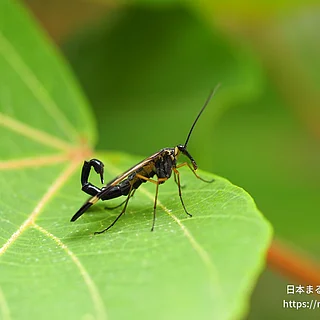 ヤマトシリアゲの写真