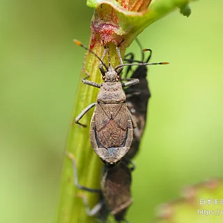 ツマキヘリカメムシの写真