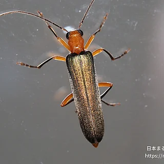 アオカミキリモドキの写真