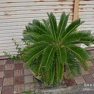 ソテツの写真