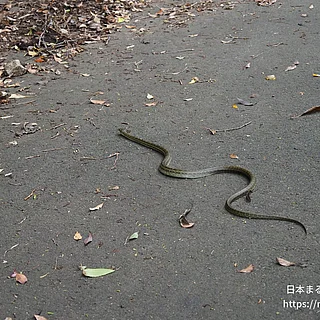 アオダイショウの写真