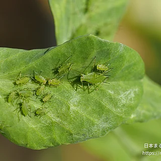 エンドウヒゲナガアブラムシの写真