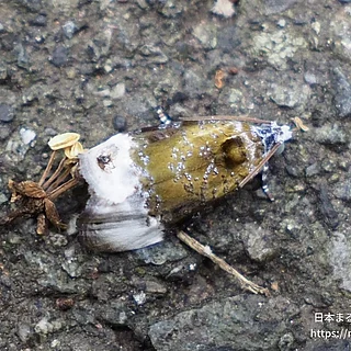 グミオオウスツマヒメハマキの写真