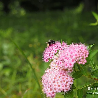 シモツケの写真