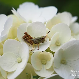 バッタ科の写真