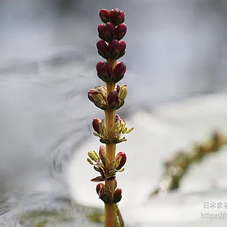 ホザキノフサモの写真