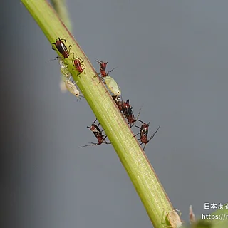 タイワンヒゲナガアブラムシの写真