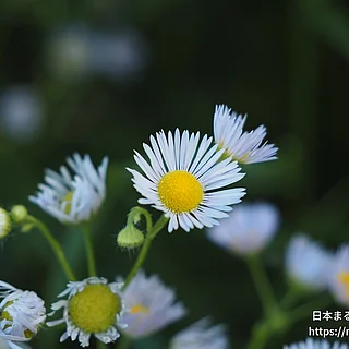 ヒメジョオンの写真