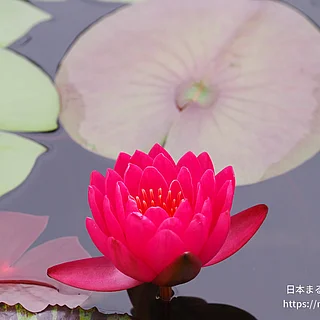 ワウ！の写真