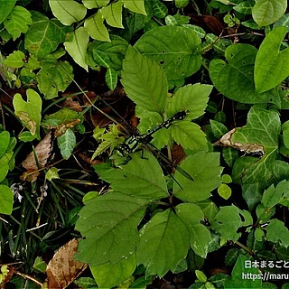 アオサナエの写真
