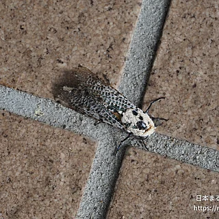 ゴマフボクトウの写真