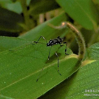 ハエ目の写真