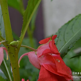 ホウセンカの写真