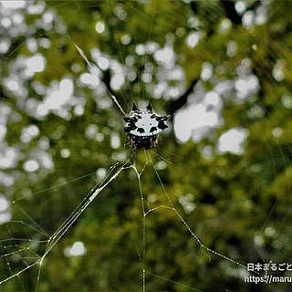 トゲグモの写真