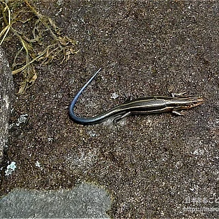 ニホントカゲの写真