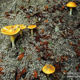 テングタケ属の写真