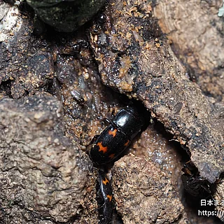 ヨツボシケシキスイの写真