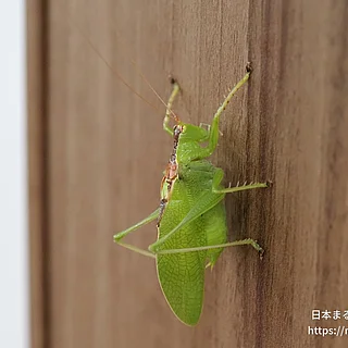 ハタケノウマオイの写真