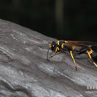 アメリカジガバチの写真