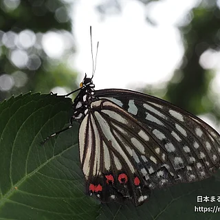 アカボシゴマダラの写真