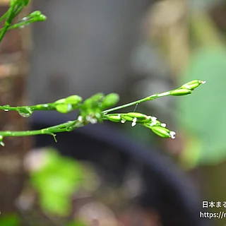 ミツバの写真