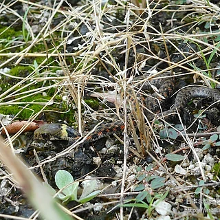 ヤマカガシの写真