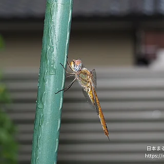 ウスバキトンボの写真