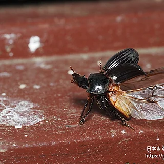 ゴホンダイコクコガネの写真