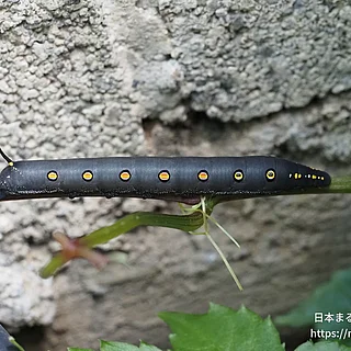 セスジスズメの写真