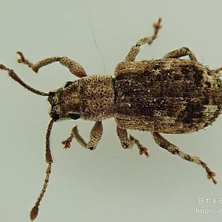 ヒレルクチブトゾウムシの写真