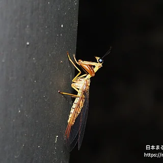キカマキリモドキの写真