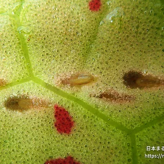 クロスジギンヤンマの写真
