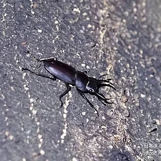 コクワガタの写真