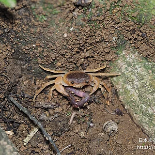 サワガニの写真