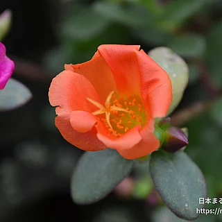 ハナスベリヒユの写真