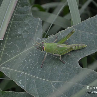 ツチイナゴの写真